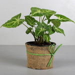 Syngonium - Air Purifier Plant