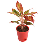 Air Purifying Aglaonema