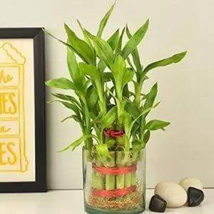 2 Layer Bamboo Glassvase