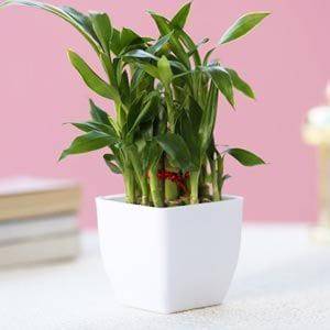2 Layer Bamboo