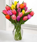 20 Mixed Tulips Regular