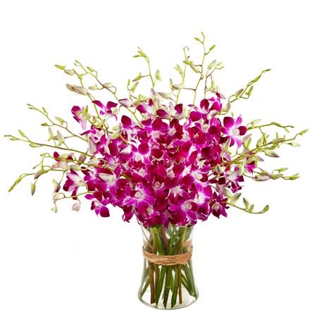 Fabulous Orchids
