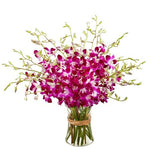 Fabulous Orchids