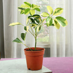 Schefflera Plant - Freshen Your Day