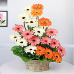 Elegant Gerberas