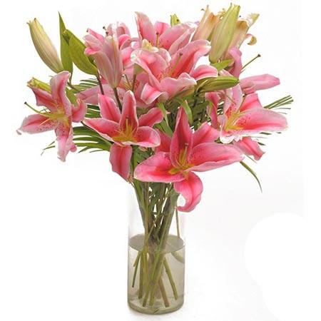 Pink Fantasy Premium