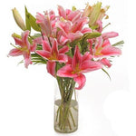 Pink Fantasy Premium