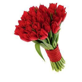 20 Red Tulips Premium Bunch
